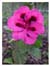 Pink Geranium E-Card