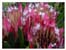 Pink Proteas E-Card