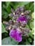 Purple Orchid Anniversary E-card