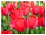 Red Tulips Anniversary E-card