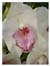 White Orchid Anniversary E-card